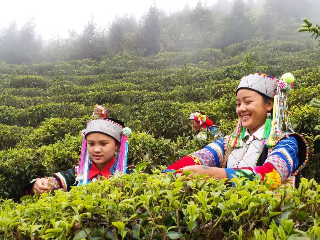 发展茶叶种植业带动村民增收致富.jpg